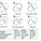 A photo describing how to measure your head for a custom wig